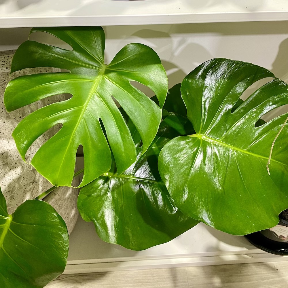 Monstera Deliciousa Leaf