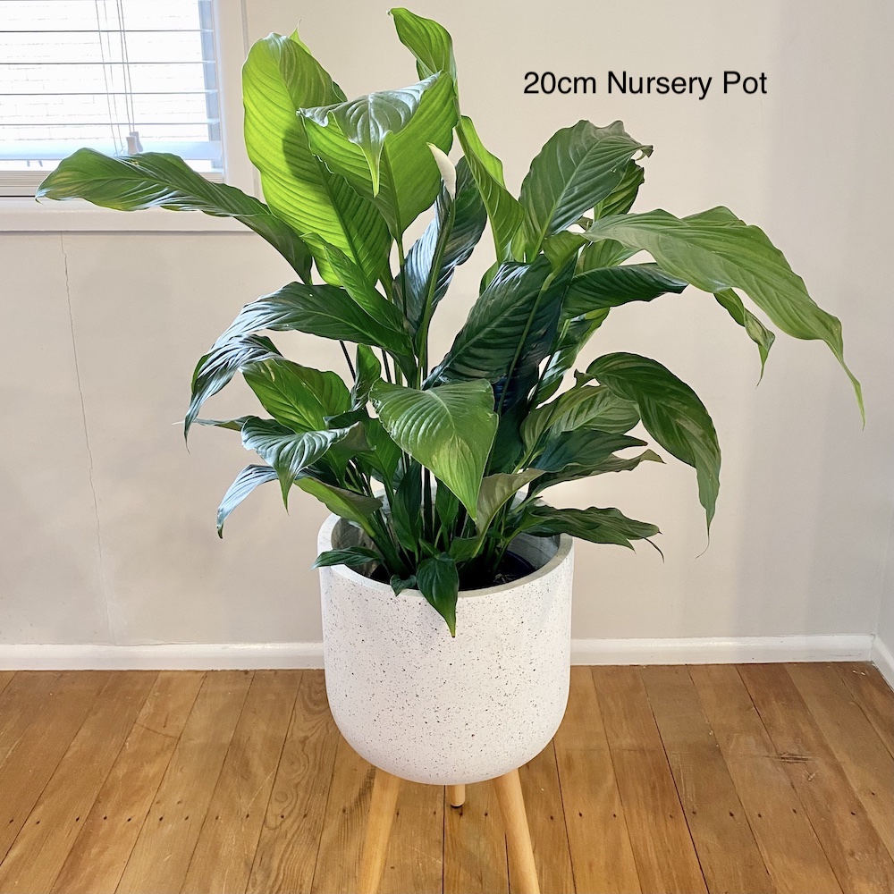 Peace Lily 20cm Pot