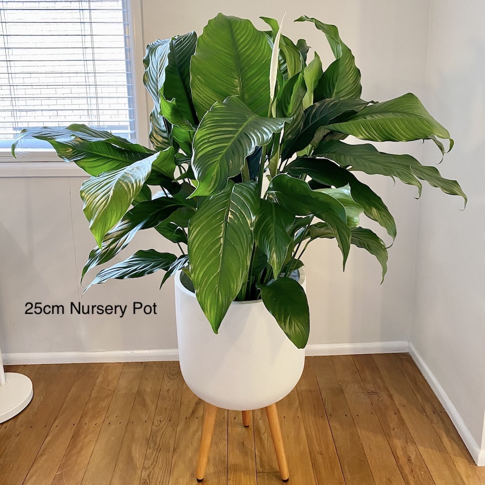 Peace Lily 25cm Pot