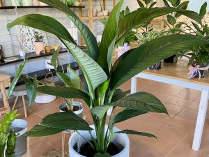Peace Lily Sensation 25cm