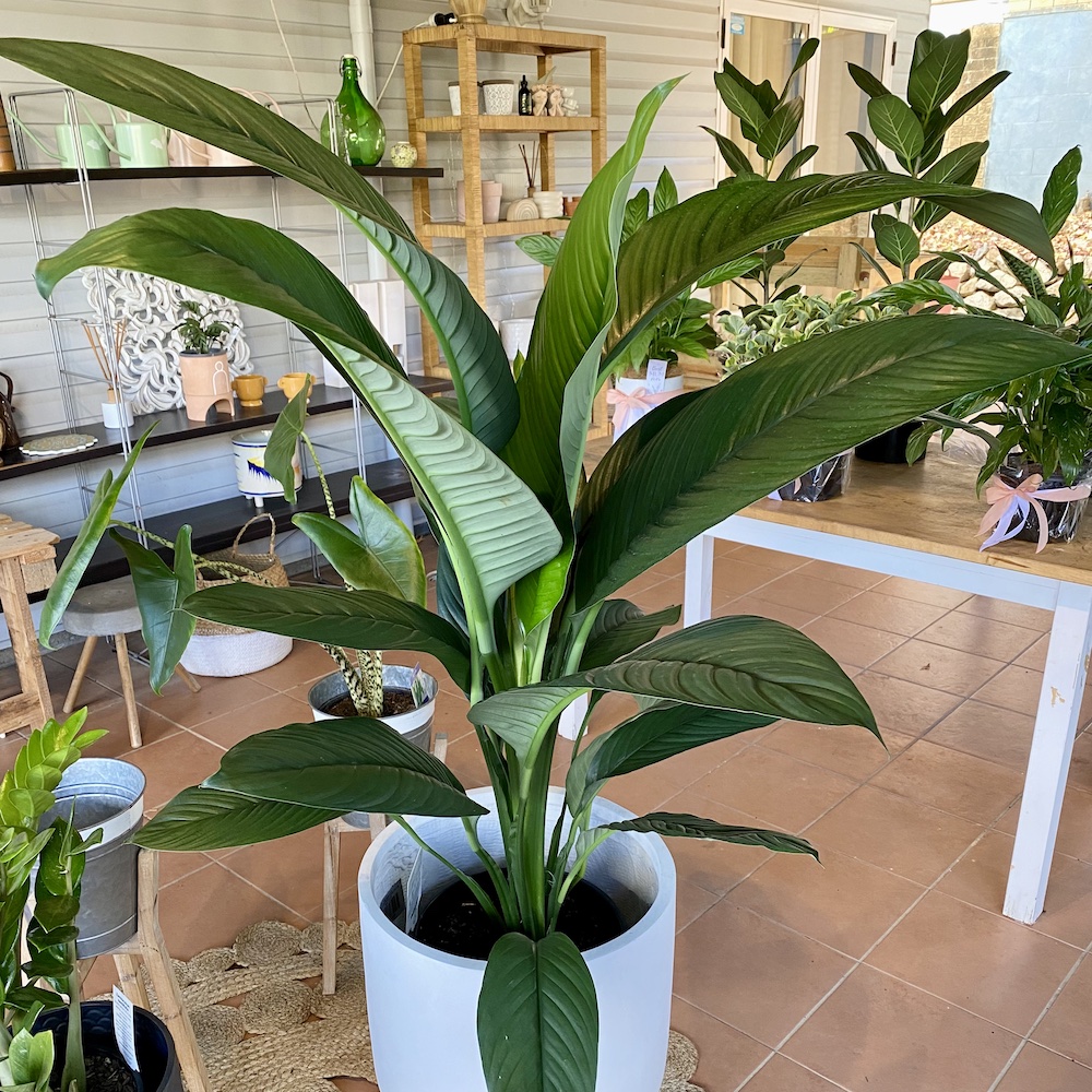 Peace Lily Sensation 25cm