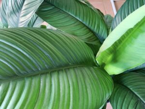Peace Lily Sensation