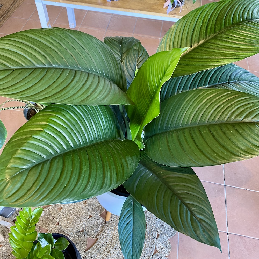 Peace Lily Sensation Leaf