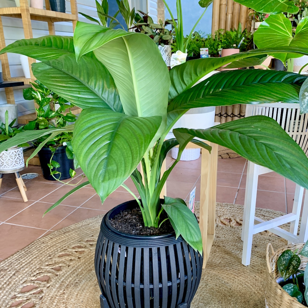 Peace Lily Sensation Style