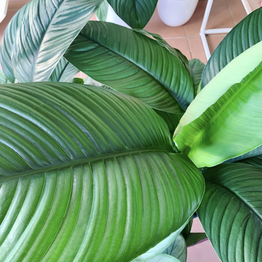 Peace Lily Sensation