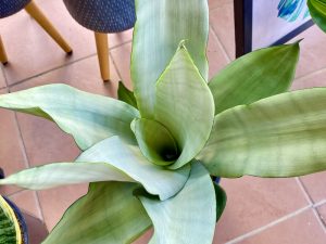 Sansevieria Moonshine Leaf