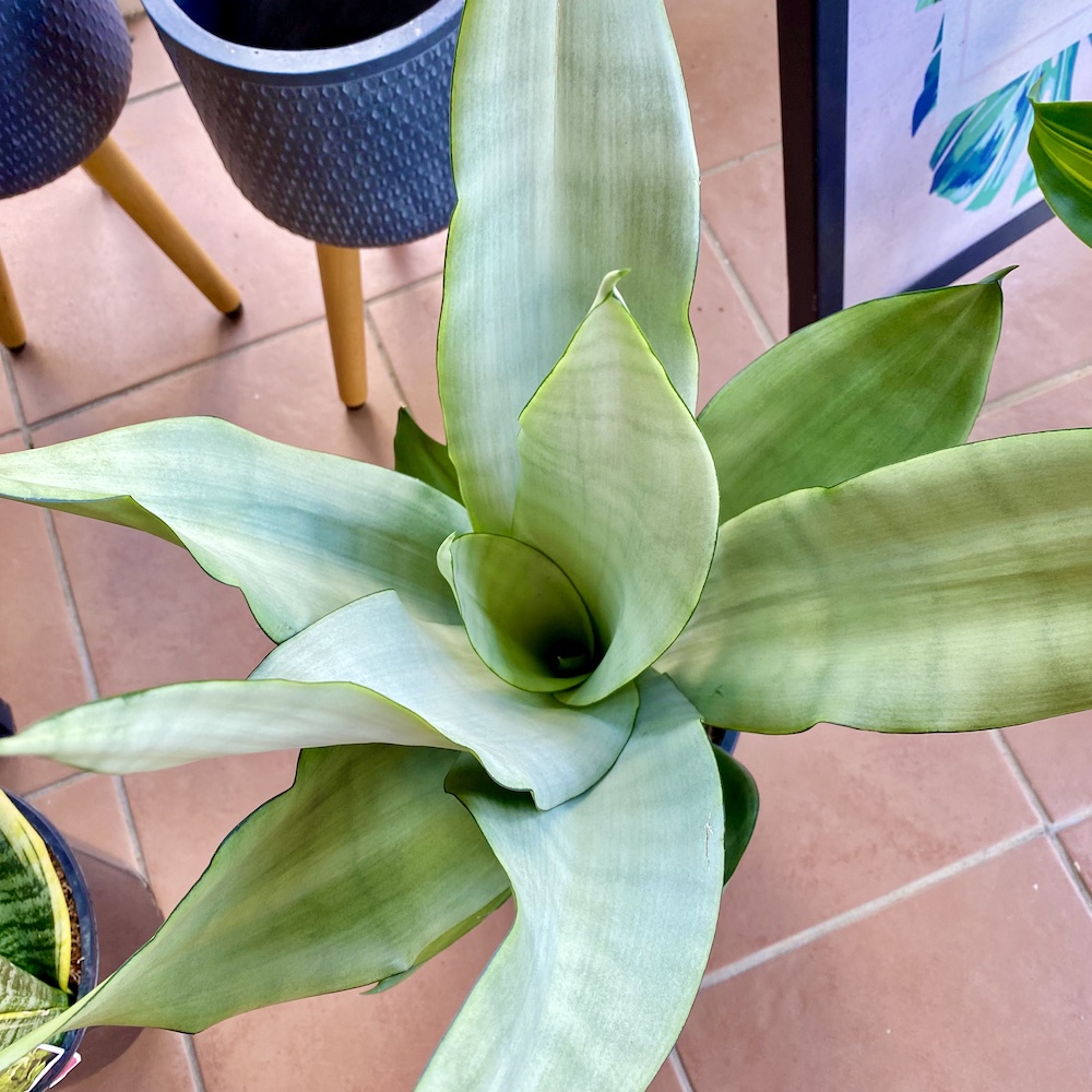 Sansevieria Moonshine Leaf