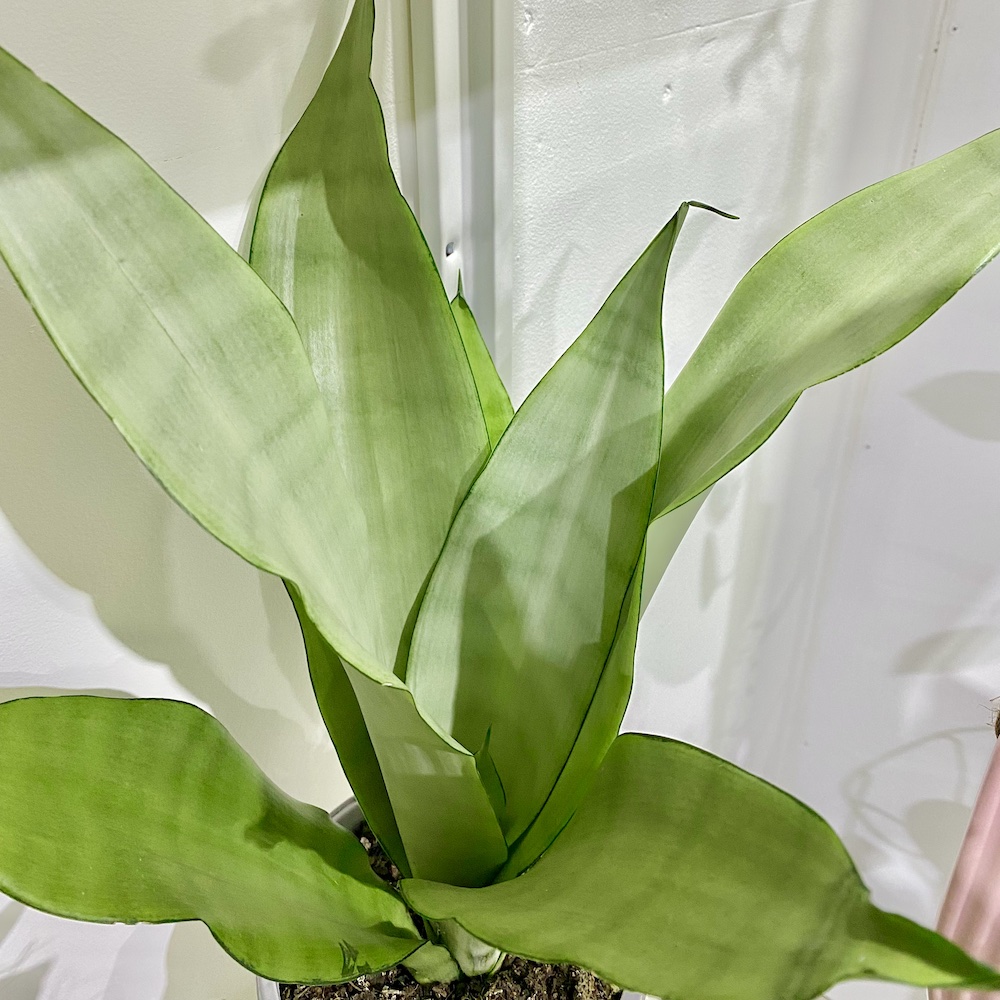 Sansevieria Moonshine Medium