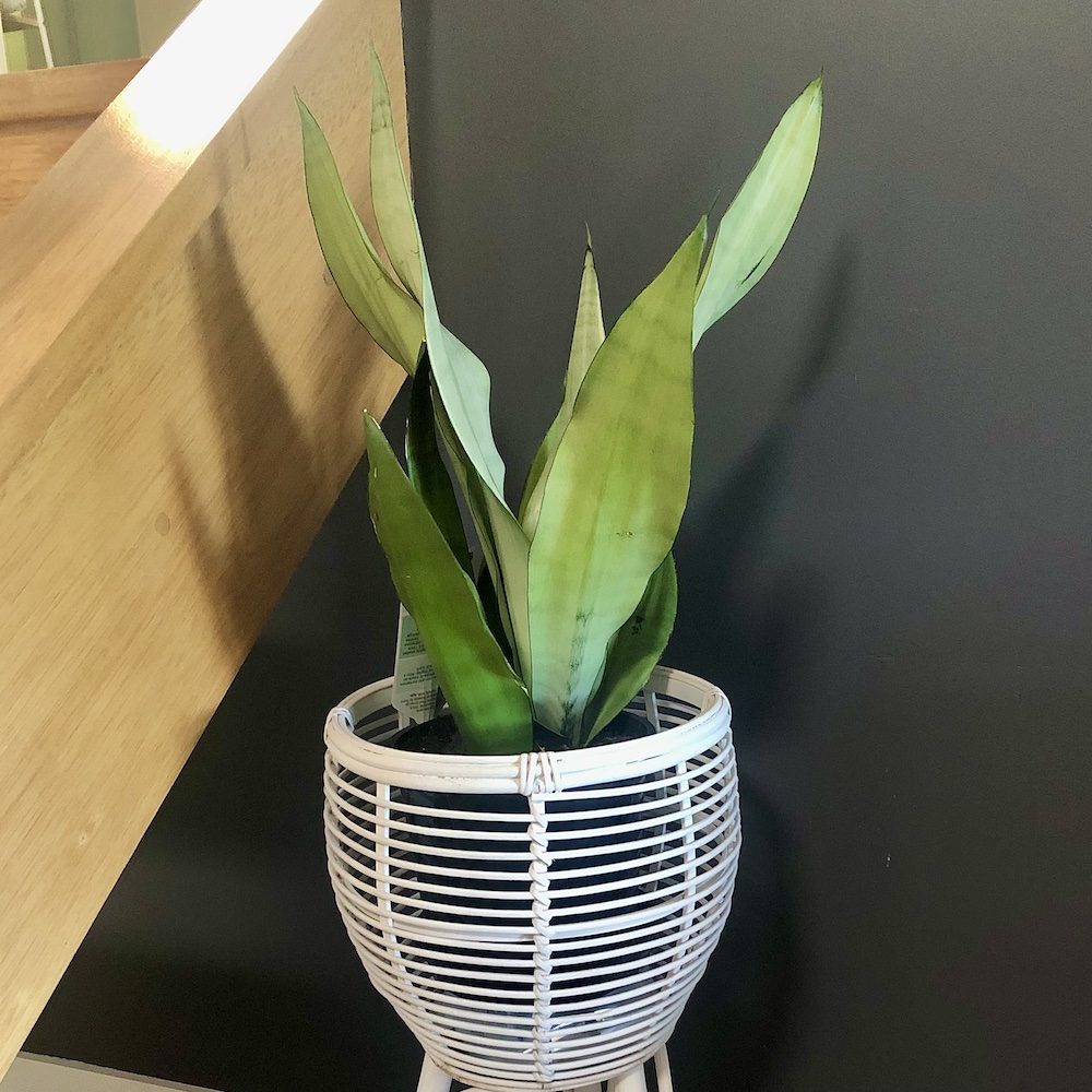 Sansevieria Moonshine