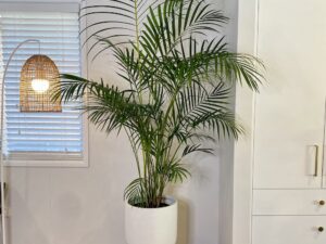 Golden Cane Palm