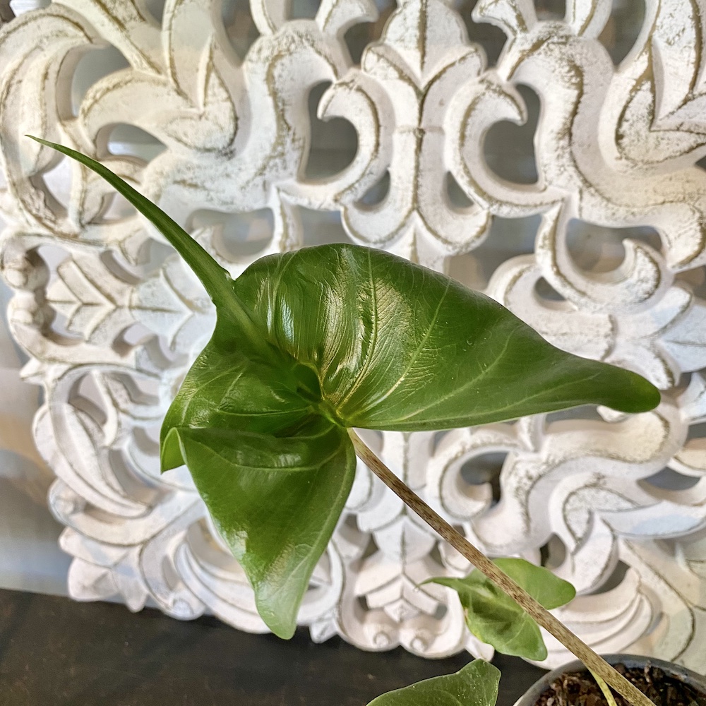 Alocasia Stingray Leaf