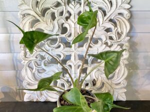 Alocasia Stingray