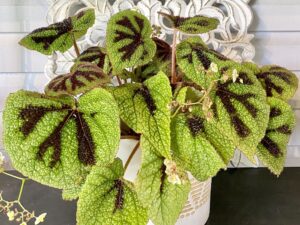 Begonia Iron Cross