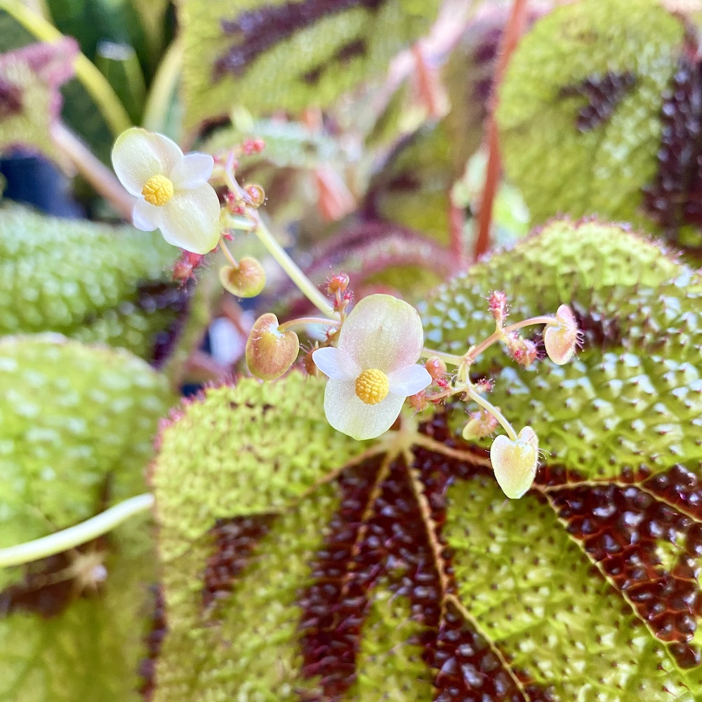 Begonia Iron Cross Flower