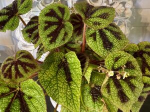 Begonia Iron Cross Plant