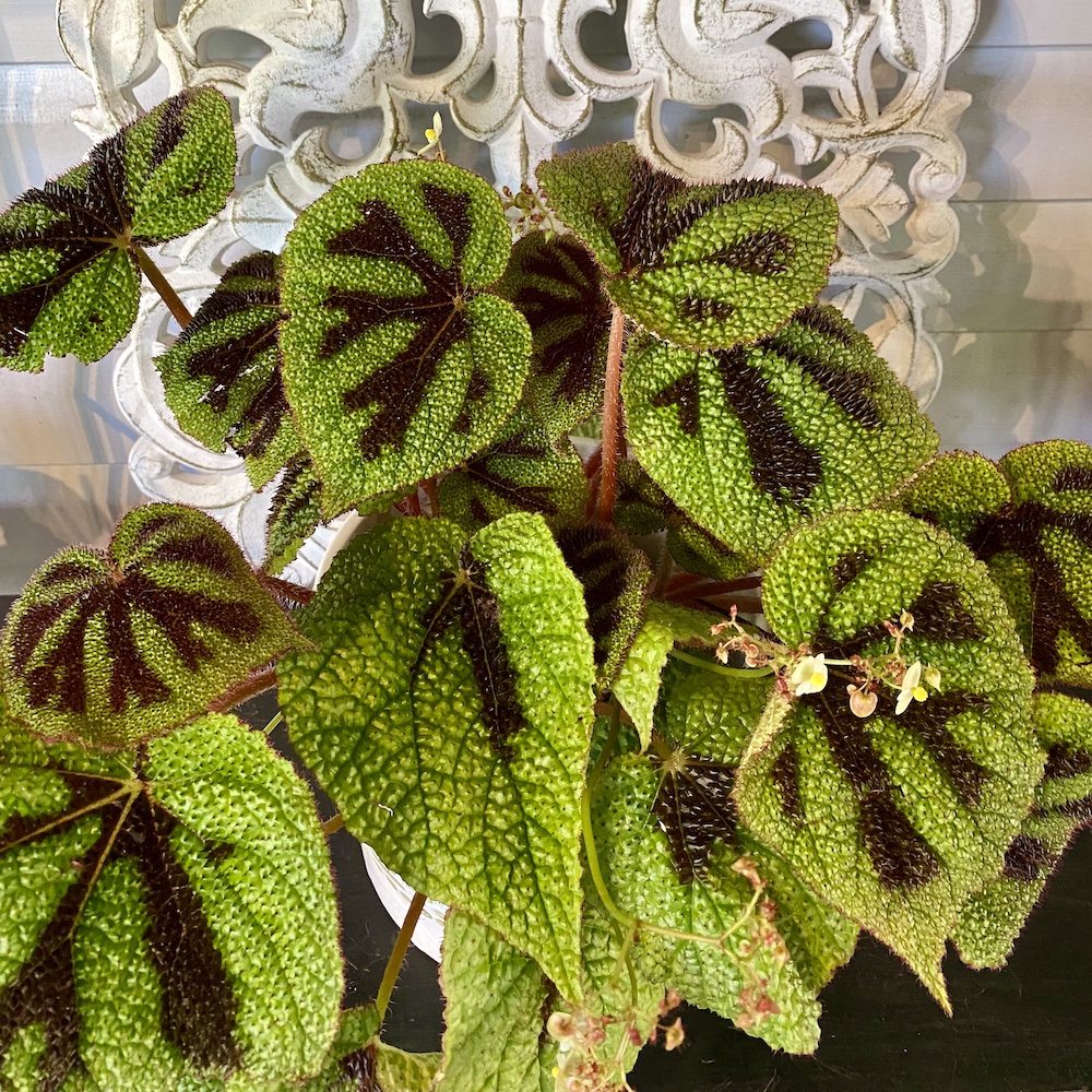 Begonia Iron Cross Plant