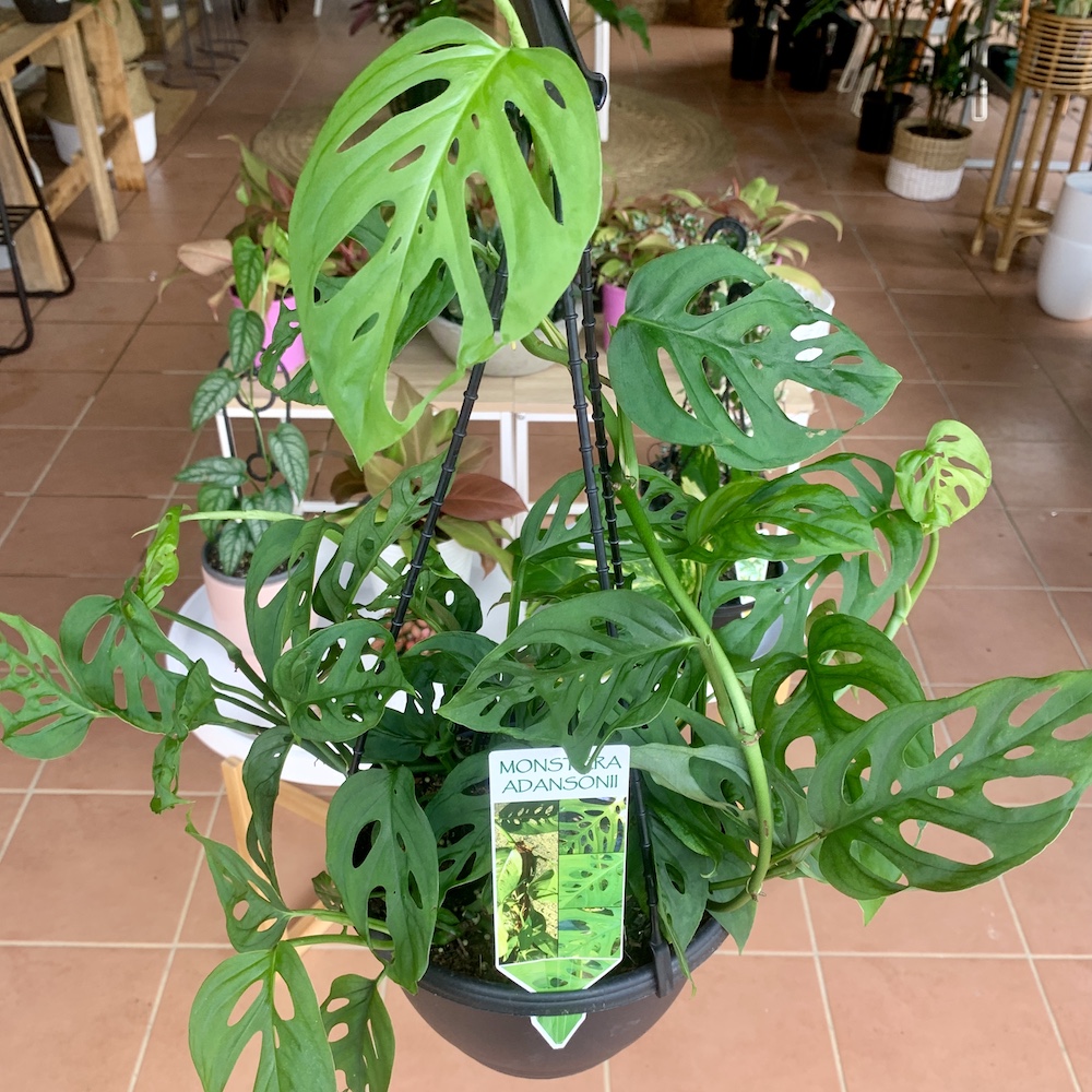 Monstera Swiss Cheese