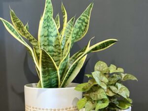 Sansevieria Mother In Laws Tongue