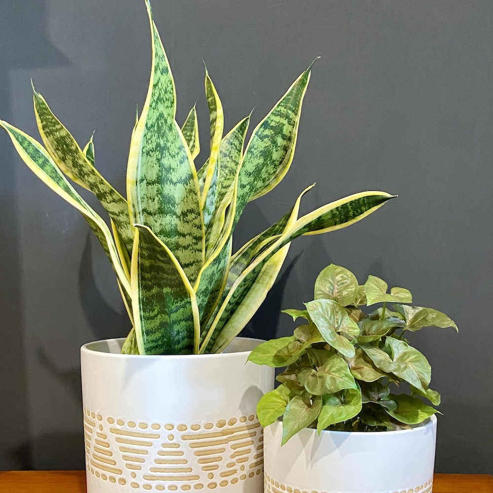 Sansevieria Mother In Laws Tongue