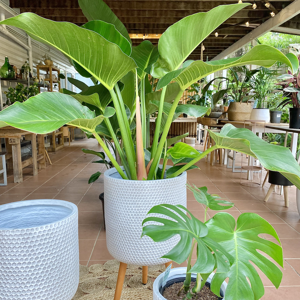 Lincoln Tripod Potss