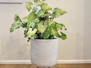 Syngonium White Butterfly