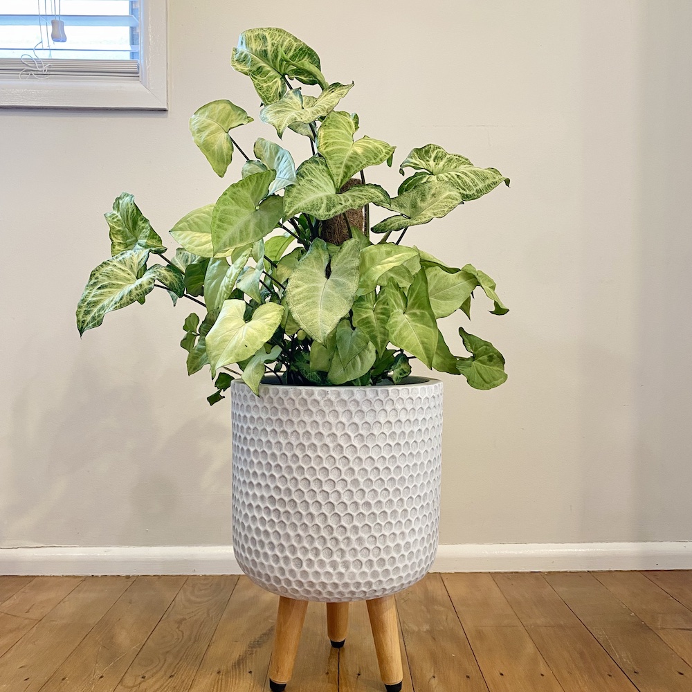 Syngonium White Butterfly
