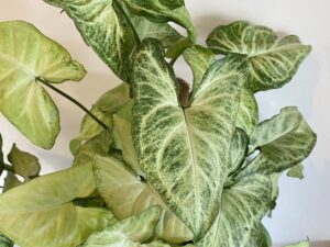 Syngonium White Butterfly