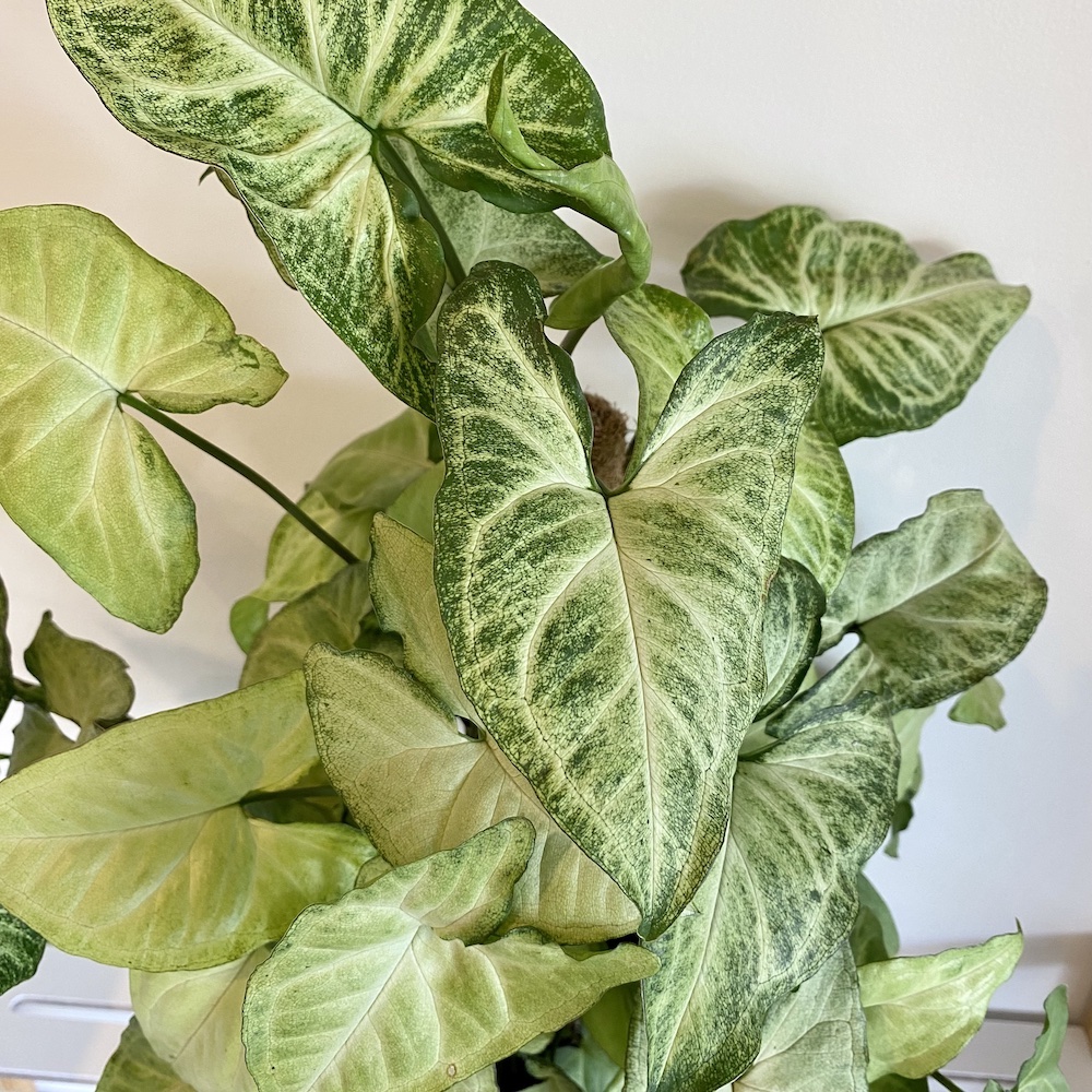 Syngonium White Butterfly