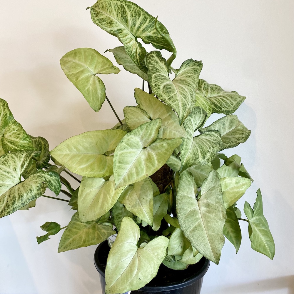 Syngonium White Butterfly