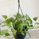 Epipremnum Aureum Devils Ivy Golden Pothos