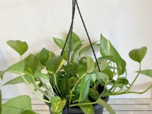 Epipremnum Aureum Devils Ivy Golden Pothos
