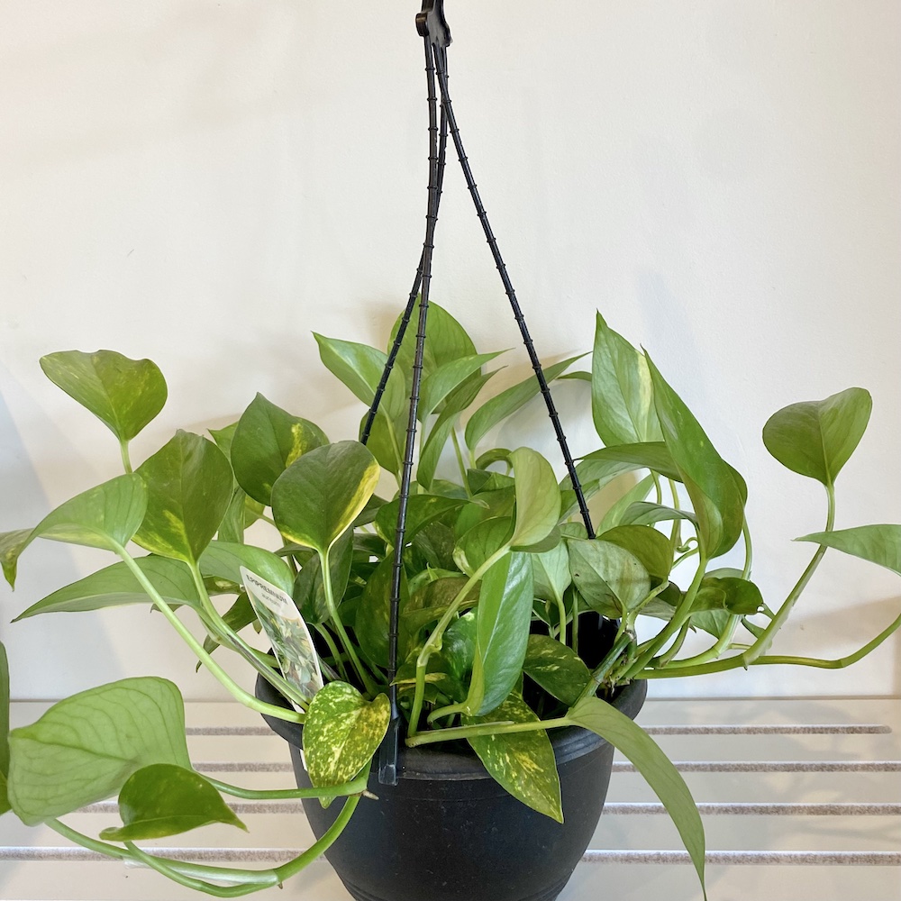 Epipremnum Aureum Devils Ivy Golden Pothos