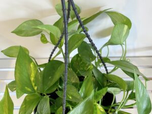 Epipremnum Aureum Golden Pothos Devils Ivy