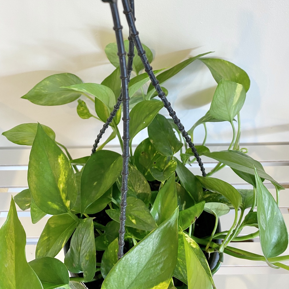 Epipremnum Aureum Golden Pothos Devils Ivy