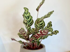 Calathea Makoyana