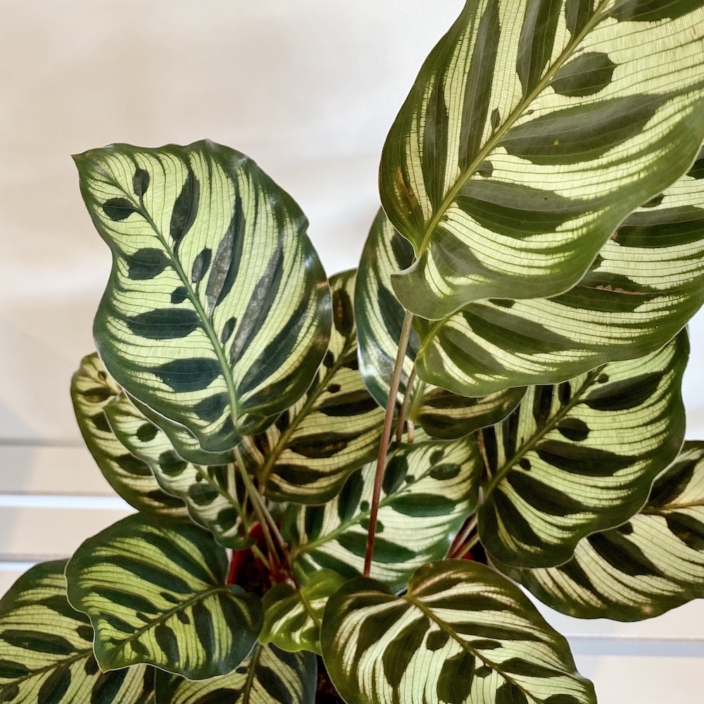 Calathea Makoyana