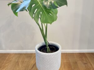 Monstera Deliciousa