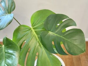 Monstera Deliciousa