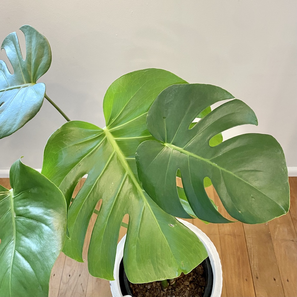 Monstera Deliciousa