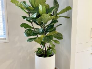 Fiddle Leaf Fig