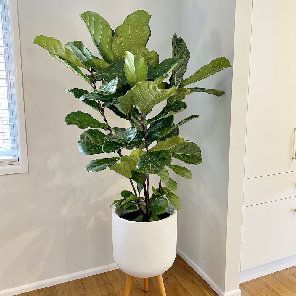 Fiddle Leaf Fig