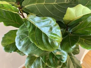 Fiddle Leaf Fig
