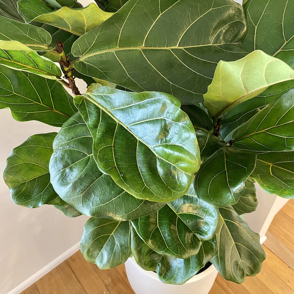Fiddle Leaf Fig