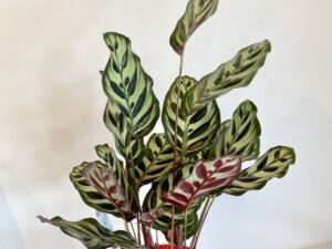 Calathea Makoyana
