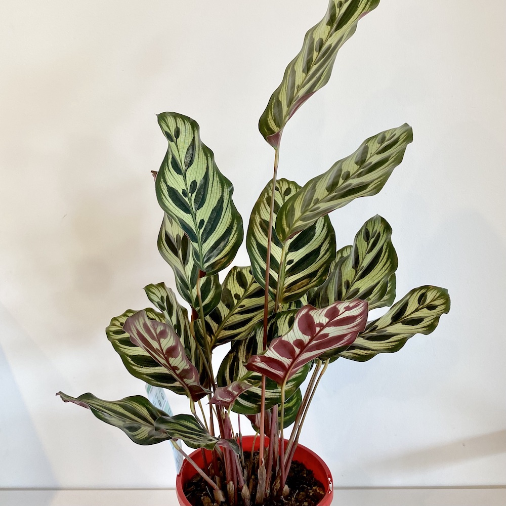 Calathea Makoyana