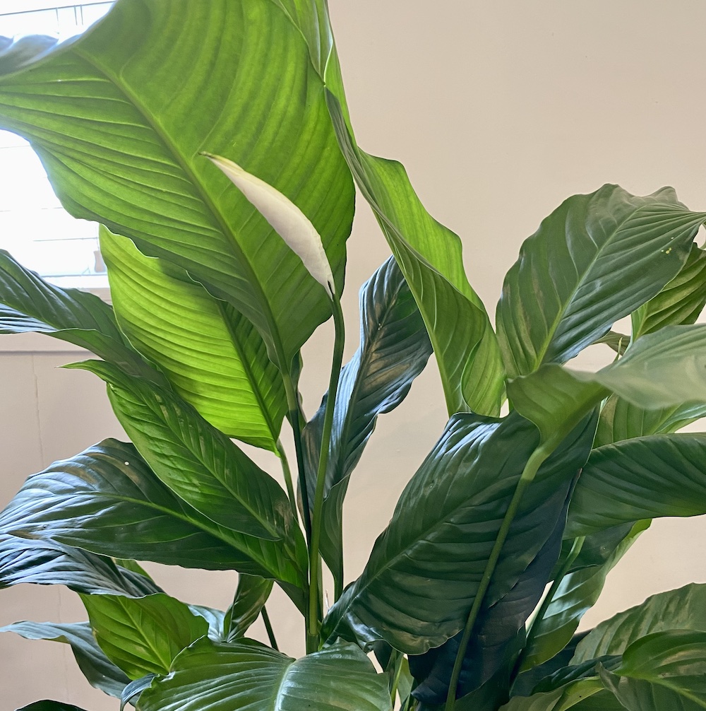 Peace Lily - Image 2