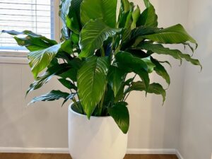 Peace Lily