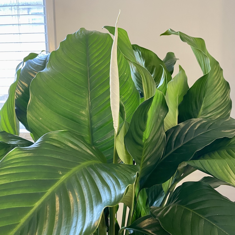 Peace Lily - Image 3