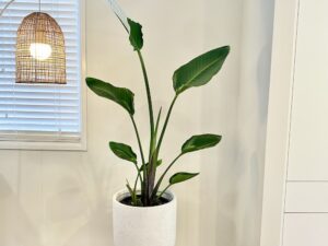 Giant Bird of Paradise Strelitzia Nicolai