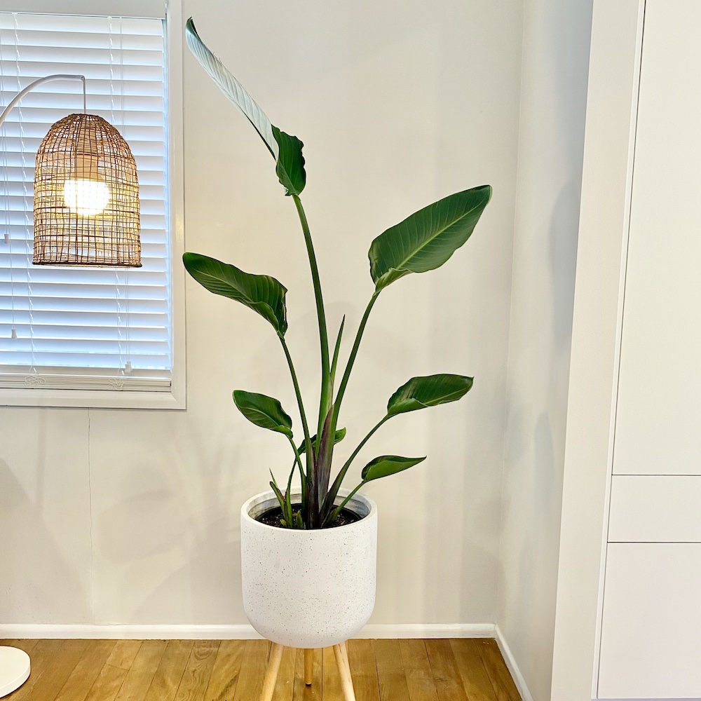 Giant Bird of Paradise Strelitzia Nicolai